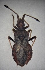 Vilga chilensis