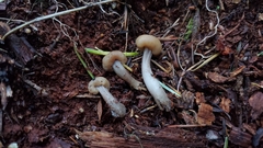 Cudonia monticola