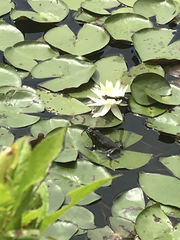 Lithobates virgatipes