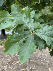 Quercus