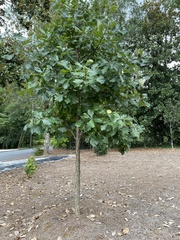 Quercus