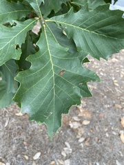 Quercus