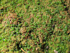 Botrydium