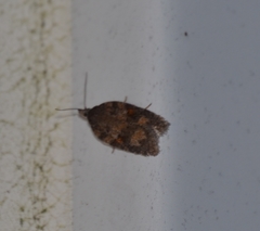 Acleris celiana