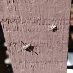 Callopistromyia strigula