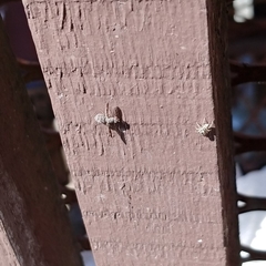 Callopistromyia strigula