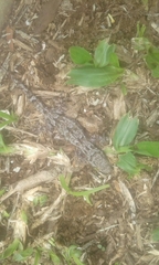 Hemidactylus mabouia