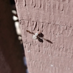 Callopistromyia strigula