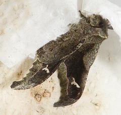 Ludia delegorguei