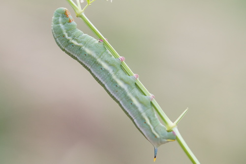 Ilgaliežuvis sfinksas nuotrauka