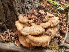 Laetiporus huroniensis