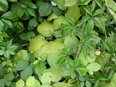 Actinidiaceae