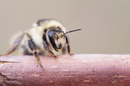 Shrill Carder-Bumble bee