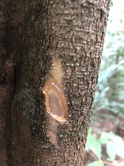 Aspidosperma excelsum