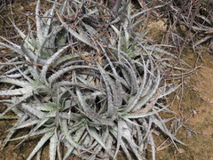 Hechtia