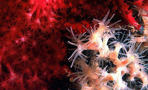 bushy crust coral