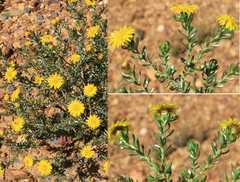 Oedera relhanioides