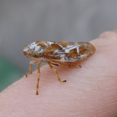 Aphrophora permutata