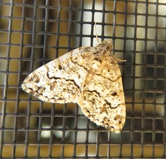 Macaria graphidaria