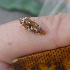 Aphrophora permutata