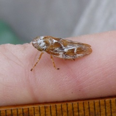 Aphrophora permutata