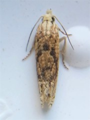 Eucosma ochrocephala