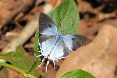 Hypolycaena liara