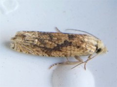 Eucosma ochrocephala