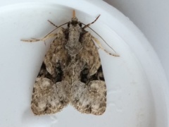 Mesapamea fractilinea