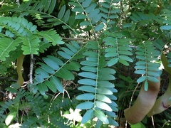 Gleditsia triacanthos