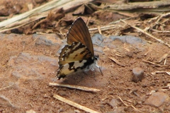 Uranothauma falkensteinii