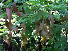 Gleditsia triacanthos