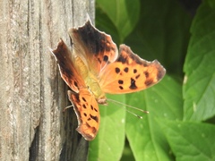 Polygonia interrogationis