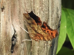 Polygonia interrogationis