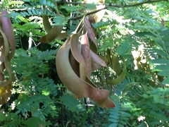 Gleditsia triacanthos