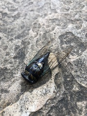 Neotibicen lyricen virescens