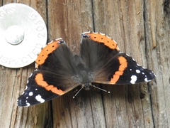 Vanessa atalanta