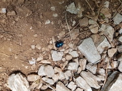 Trypocopris vernalis