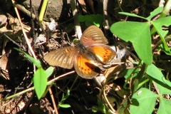 Junonia westermanni