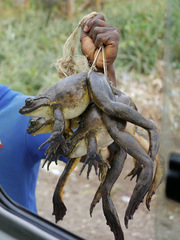 Conraua goliath