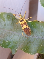 Zelus armillatus