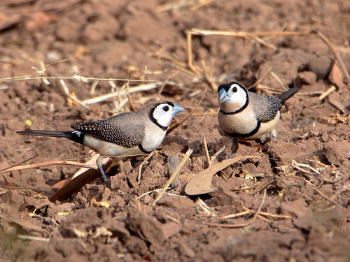 Double-barred Finch