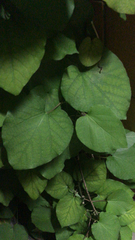 Aristolochia macrophylla