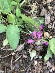 Stachys drummondii