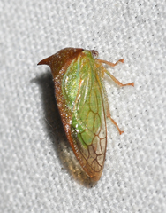 Stictolobus borealis