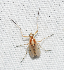 Coelotanypus concinnus