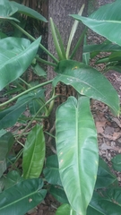Philodendron erubescens