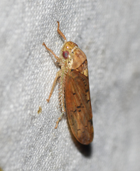 Ponana quadralaba
