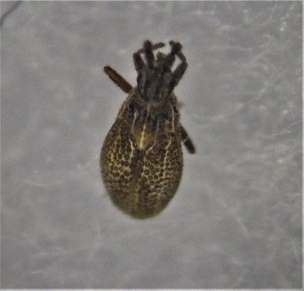 Coleopterodes