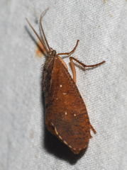 Ptilostomis ocellifera